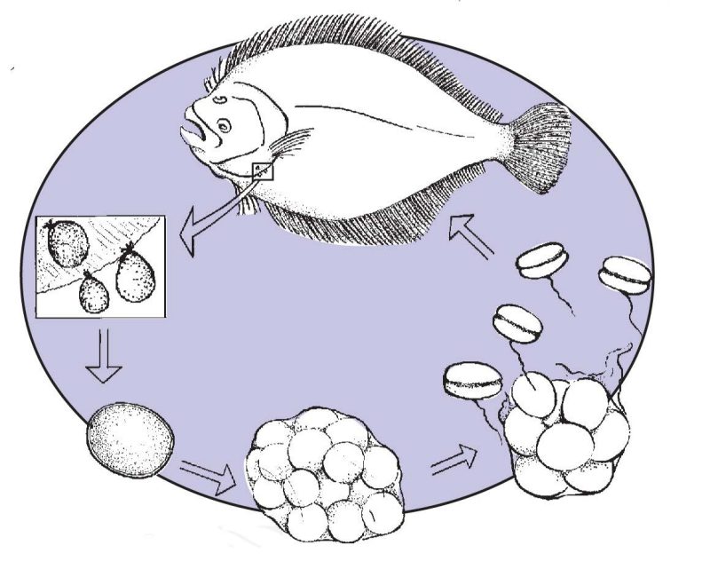 illustration showing life cycle of Amyloodinium ocellatum