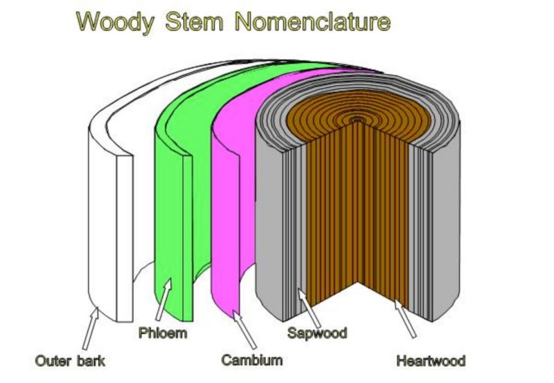 image of Primary layers of wood tissue