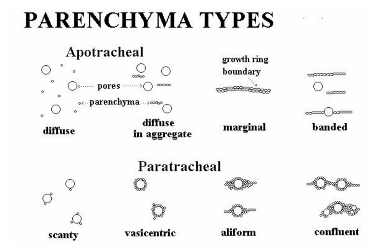 image showing the various types of paratracheal and apotracheal parenchyma