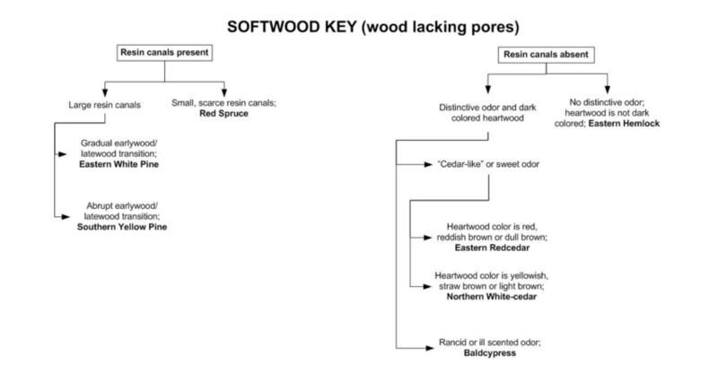 tree diagram about Softwood key.