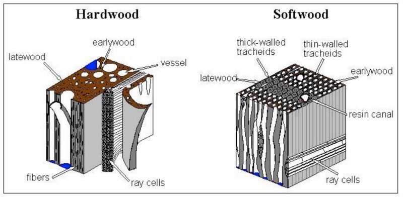 image showing cell-level comparison between hardwoods and softwoods.