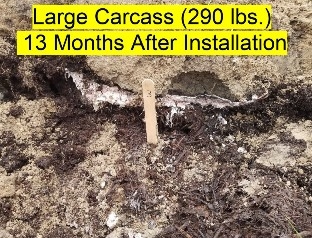 An Image showing the cross section of the excavated above ground burial trench.  The bottom of the trench is a layer of undecomposed mulch about 2 inches thick.  There is a layer of the remnants of the animal carcass about 1 inch thick.  Above the carcass is the soil that covered the carcass.