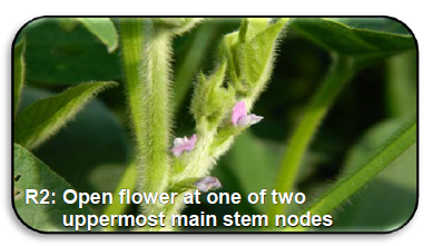 R2: Open flower at one of two uppermost main stem nodes