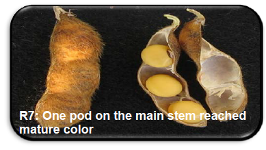 R7: One pod on the main stem reached mature color
