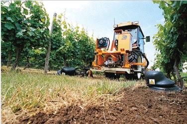 The picture shows the Tournesol mechanical weeder removing grass from around the base of graph vines.