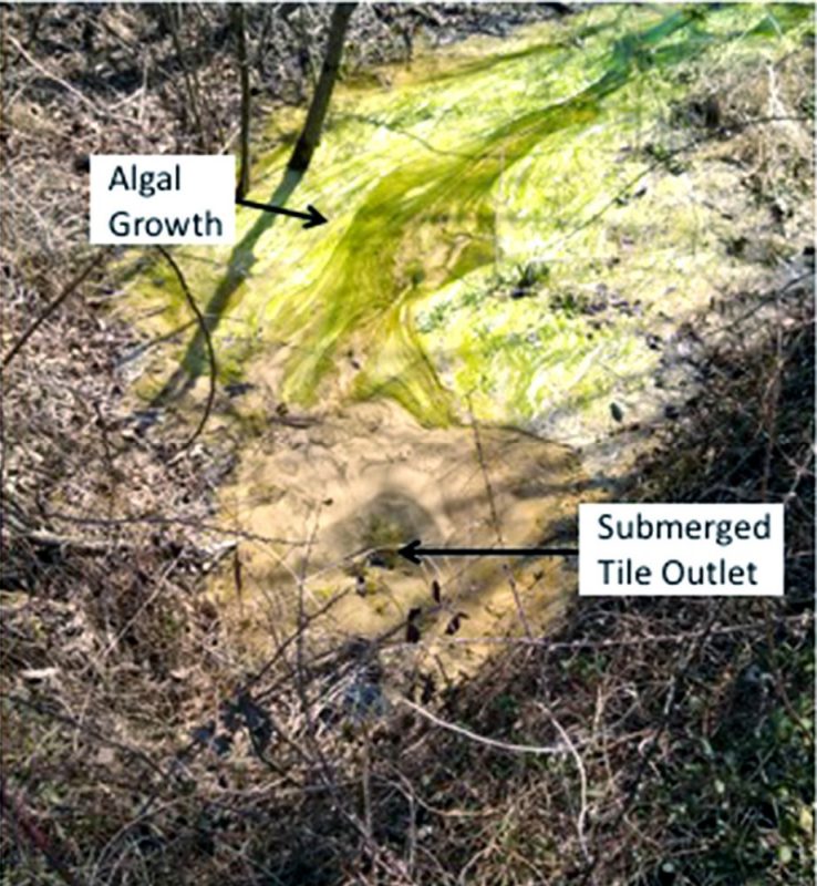 Photo of algal growth near submerged tile outlet