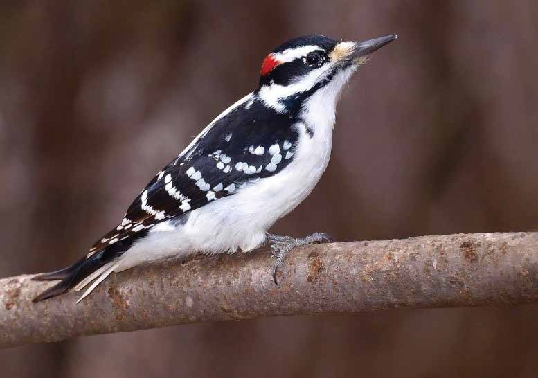 Photo of a hairy woodpecker — with white breast, black and white wings and head, and a small patch of red on the back of its head — perched on a branch.
