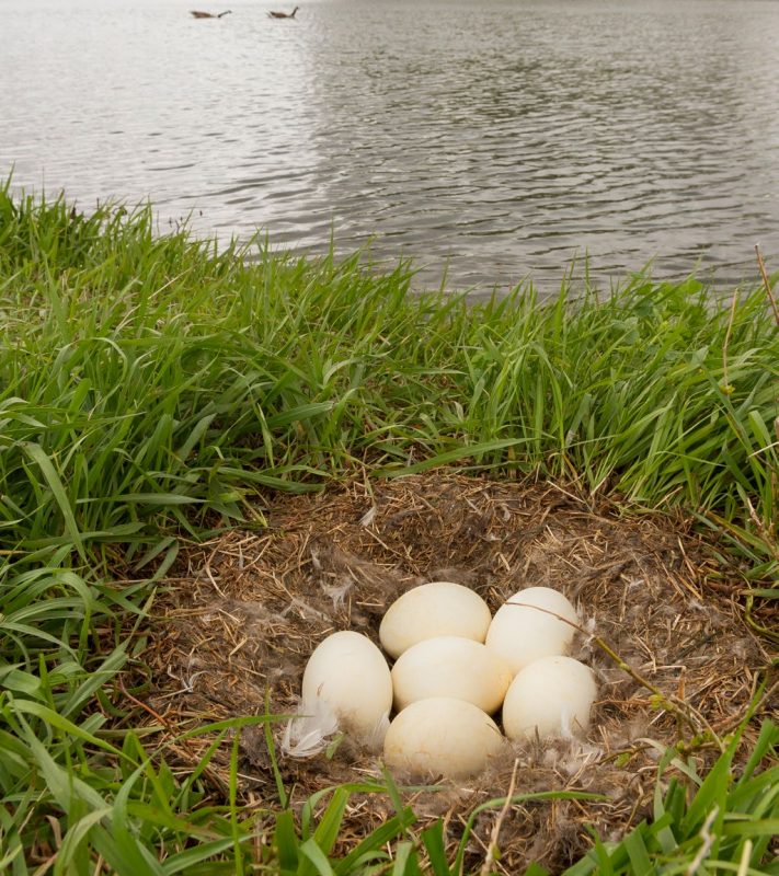 The nest and eggs of a mated pair of Canada geese.