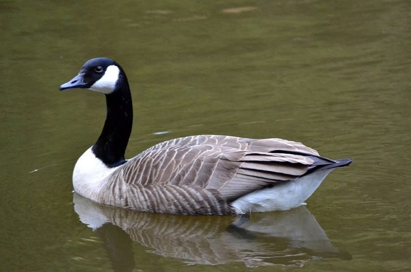 Canada goose resting on water.