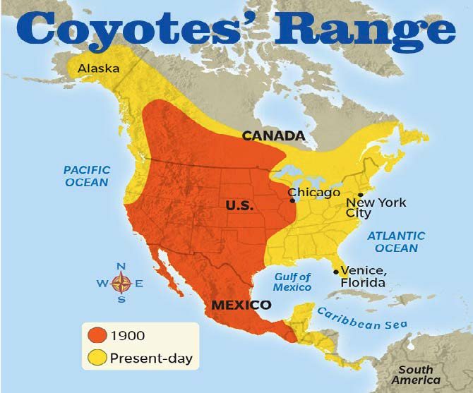  A map indicating the spread of coyotes showing the initial population in 1900 in the Western and Midwest U.S., southwestern Canada and throughout most of Mexico, expanding into Alaska, Newfoundland, and Panama by 2016.