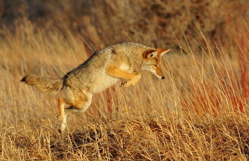 A coyote leaping over tall, straw-colored grasses.