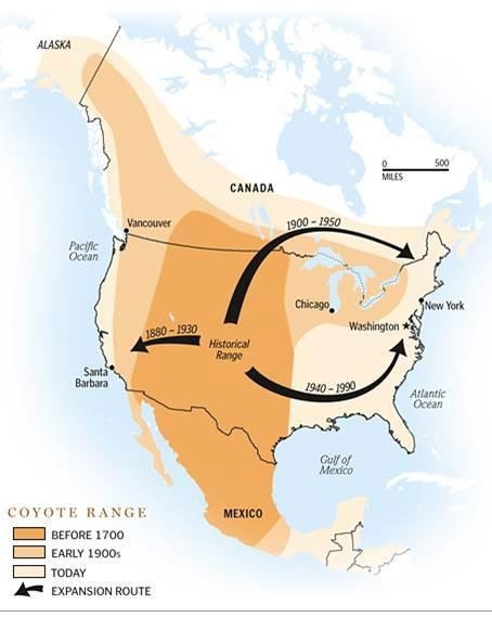  A map of North America indicating coyote presence in the Midwest, southwestern Canada, and most of Mexico before 1700, expanding west beginning in the 1880s; northeast beginning in the early 1900s, and southeast beginning in the 1940s.