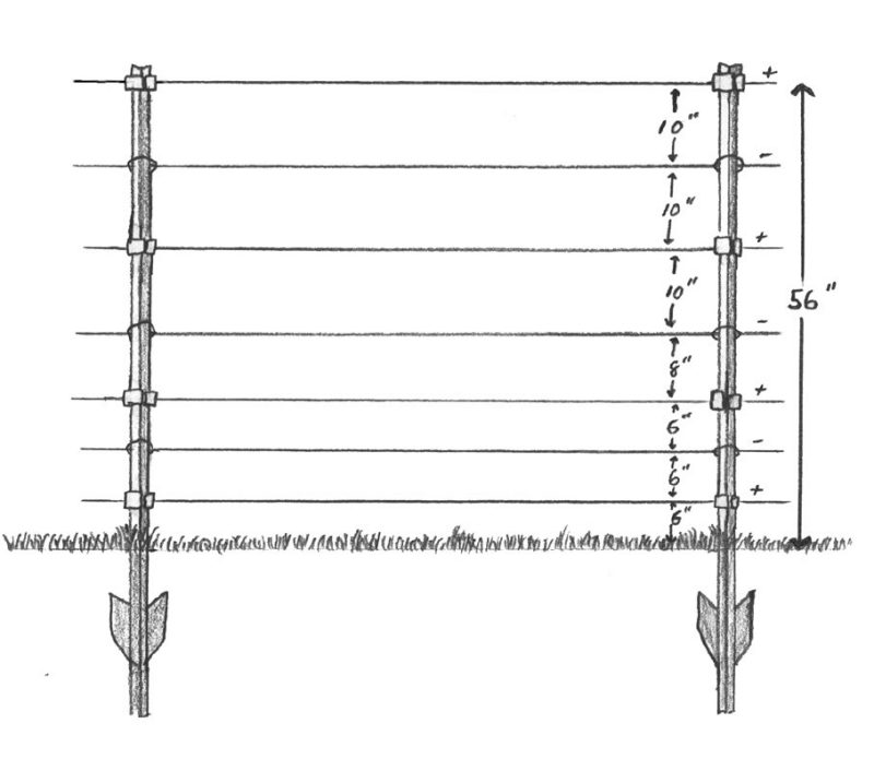   A section of wire fencing with seven strands of wire stretched across two metal t-posts. The illustration indicates that the bottom wire is 6 inches above the ground and the next two wires are 6 inches apart; the fourth wire is 8 inches above the third; and the final three wires are 10 inches apart.