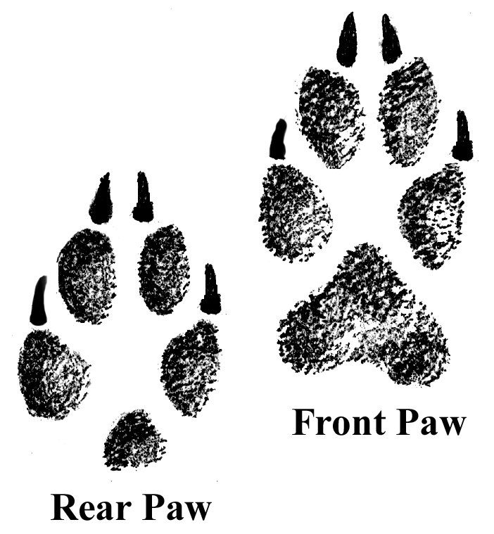 A black and white illustration of two coyote footprints; one front paw and one rear paw.