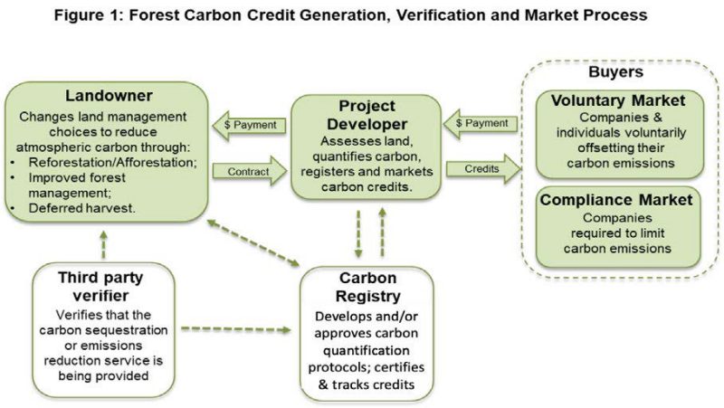 A diagram of the forest carbon credit generation, verification and market process