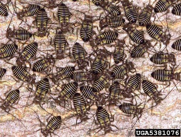 Figure 3, A cluster of black and white striped insects.
