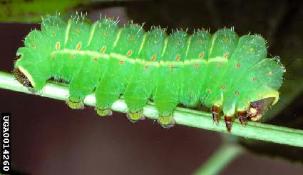 Figure 4, A large, stout caterpillar with a noticeably segmented body grasps a twig.