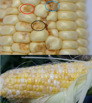 Top: A close up of a corn kernel showing in detail the injury cause by stink bug feeding on each of the grains circled in colors, including browning of the grains and collapsed grains; Bottom: One corn cob showing several grains browned and collapsed due to stink bug feeding.