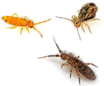 Figure 2, A composite image of three different species of springtails.