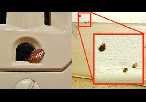 two pictures of bed bugs on an outlet and wall
