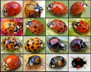 A composite image of 16 adult multicolored Asian ladybird beetles showing the broad range of color and pattern variations seen in this species.