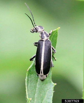 An adult blister beetle clinging to a leaf.