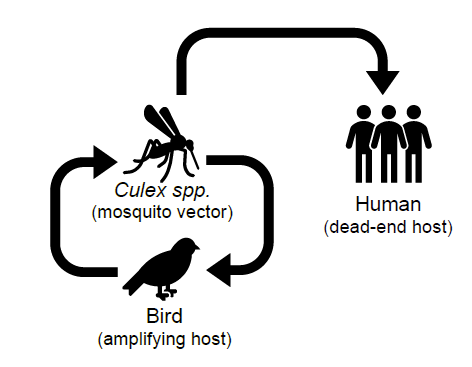 Diagram depicting the enzootic cycle of St. Louis Encephalitis virus.