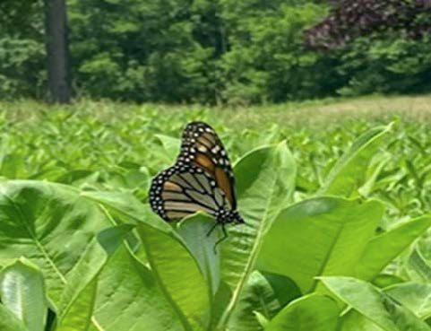 A monarch butterfly sitting on milkweed leaf.