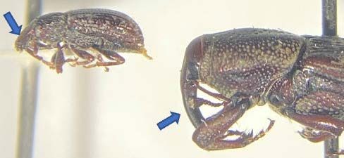 An ABW is pictured on the left with the antennae higher on the snout towards the head. A billbug weevil is pictured on the right with antennae that sit lower on the snout, further from the head