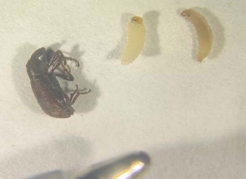 Two adult beetles next to two beetle larvae above a pen tip to show their size comparison
