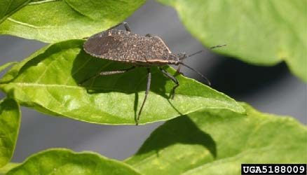 Figure 1, An adult squash bug rests on a fresh leaf.