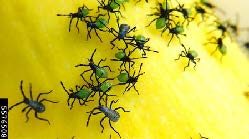 Figure 3, A large cluster of newly hatched squash bugs on a summer squash.