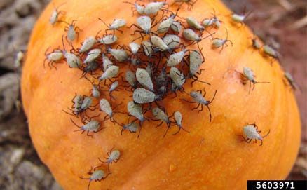 Figure 4, A large group of older squash bug nymphs cluster on the rind of a mature pumpkin.