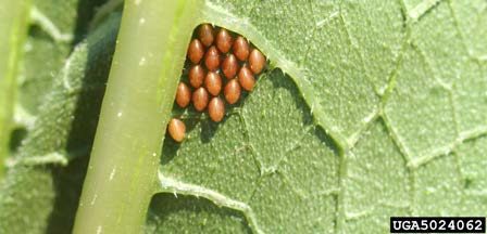 Figure 2, A cluster of football shaped eggs laid beside the midvein on the underside of a squash leaf.