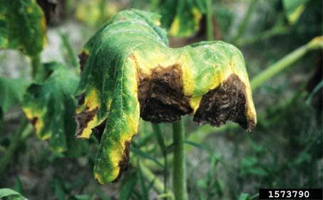 Figure 6, A large pumpkin leaf shows signs of disease with discoloration and browning on the edges of the leaf.