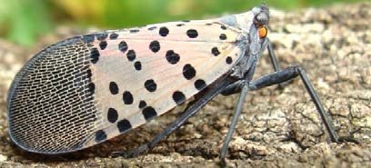 Figure 1, An adult spotted lanternfly rests on tree bark.