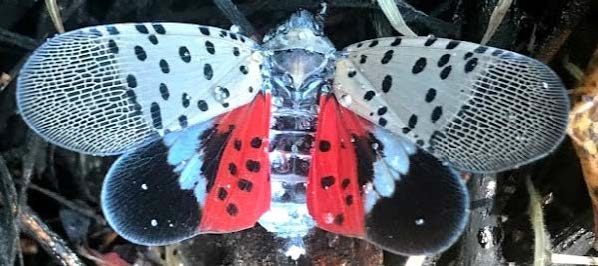 Figure 2, An adult spotted lanternfly with its wings fully extended.