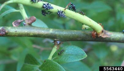 Figure 3, Several young spotted lanternfly nymphs cluster on a fresh twig.