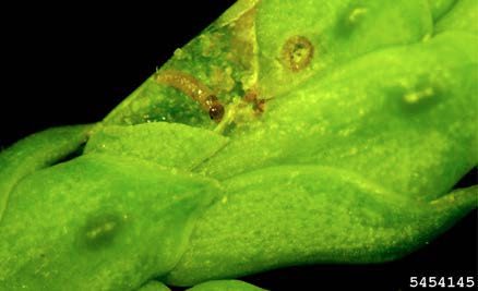 Figure 1, A newly hatched arborvitae leafminer larva exposed inside its feeding gallery in a arborvitae leaflet.