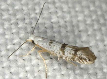 Figure 2, An adult arborvitae leafminer with its antennae extended.