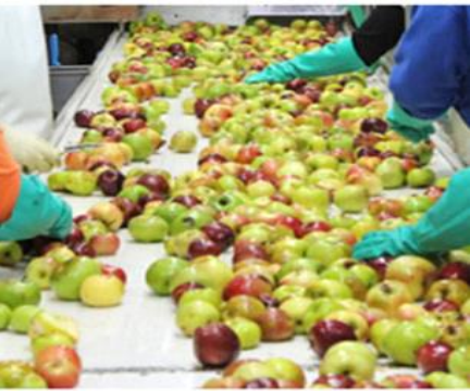 Photo capturing the separation of apples on a conveyor belt.
