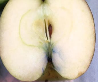 Photo of a cross-section of an apple stained blue at the stem end due to infiltration of aniline.