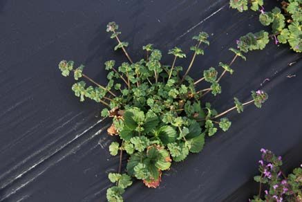 Henbit competing with strawberry crop.