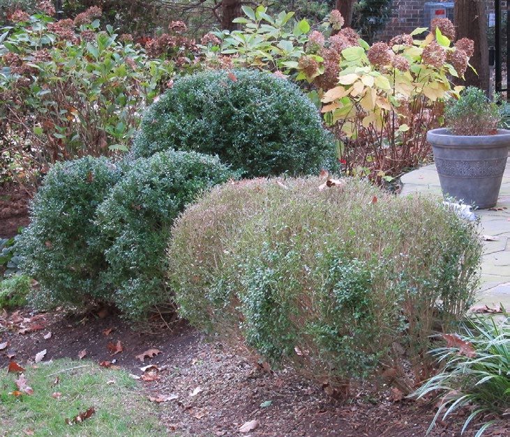 Figure 3. Severe defoliation and browning of established boxwood following introduction of the disease on a new container boxwood plant. (photo by A. Bordas)