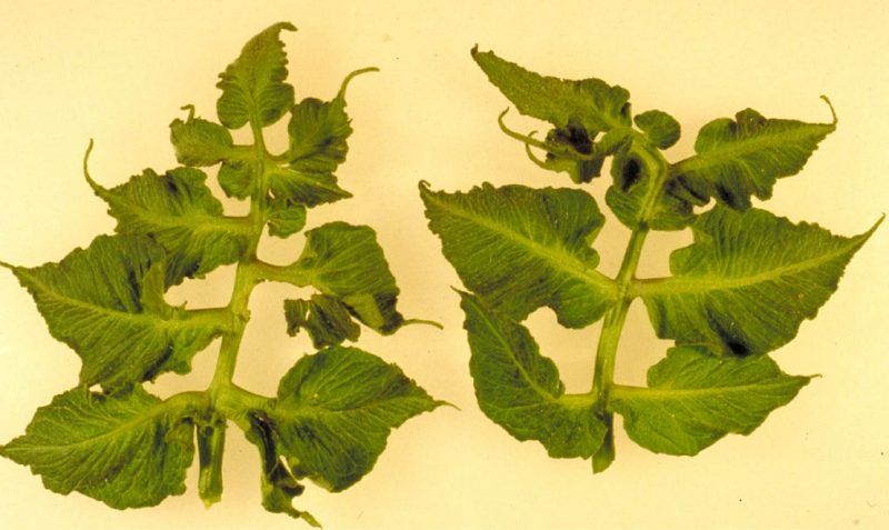 two green plant specimens on a superimposed yellow background, not planted