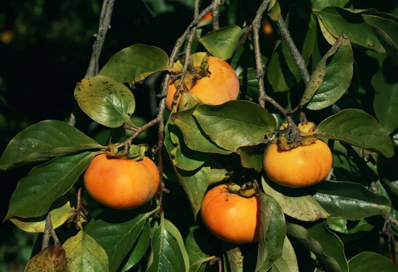 Leafy branch with four oval-shaped orange persimmons.
