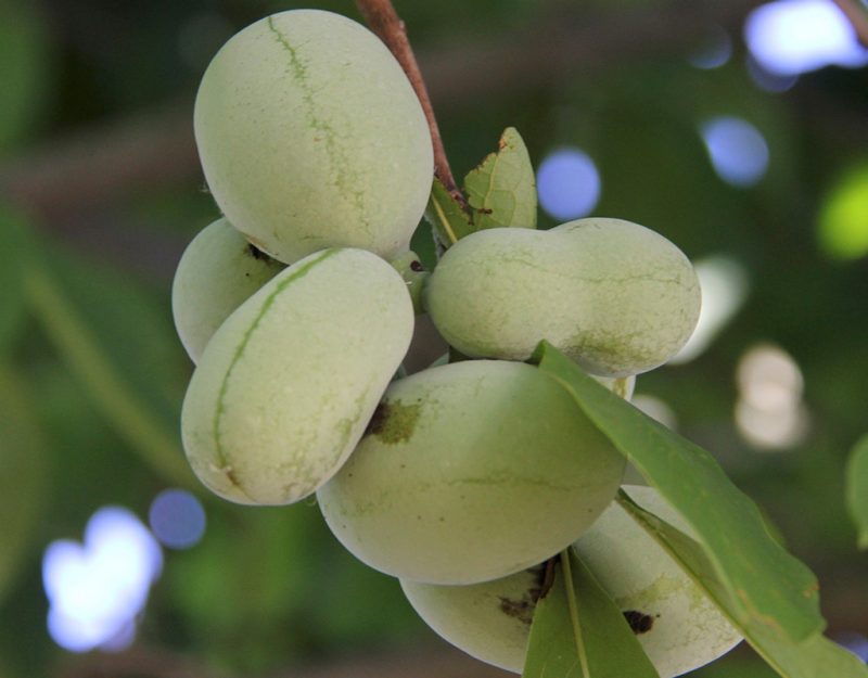 Close-up of a cluster of oval, pale-green fruits still on the tree.