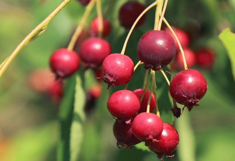 A cluster of deep red, smooth, berry-like fruits at the end of a tree branch.
