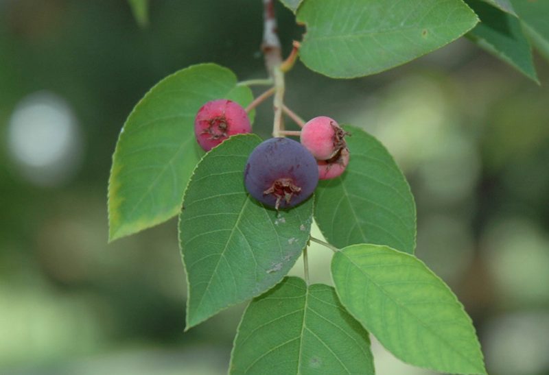Close-up of the end of a tree branch with six spear-shaped leaves and a cluster of four small fruits, one of which is a deep blue.