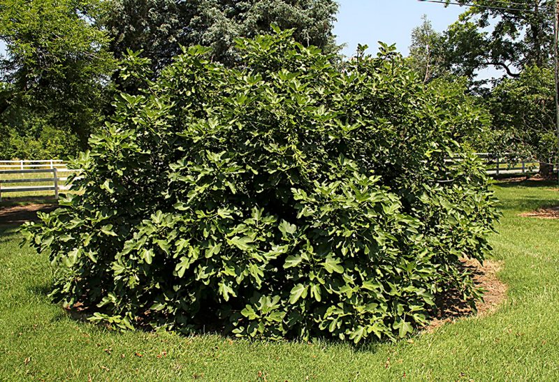 Large fig shrub in grassy area with white rail fence behind.